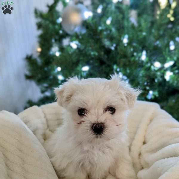 Winnie, Maltese Puppy